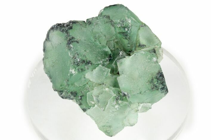 Green Cubic Fluorite Cluster With Purple Edges - Okorusu Mine #326547